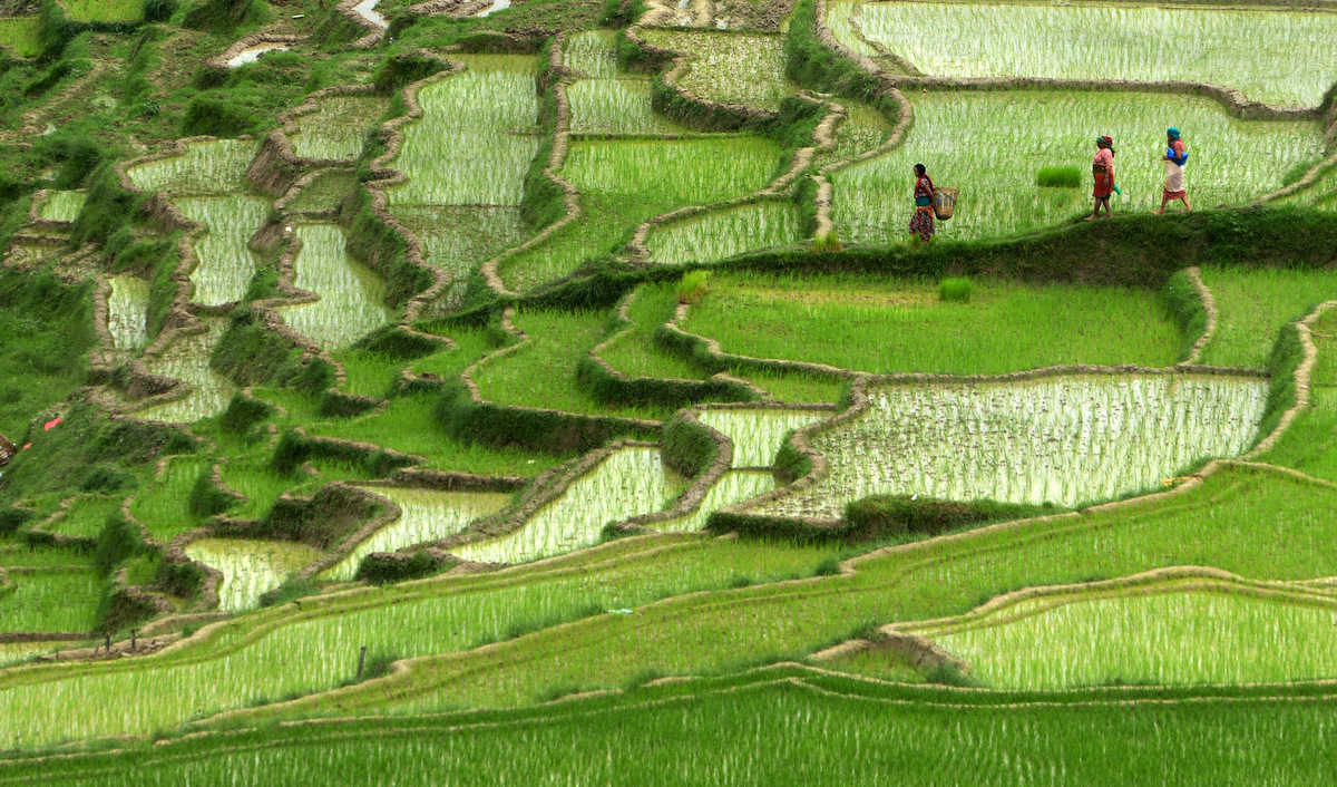 Websoft IT Nepal Pvt. Ltd.