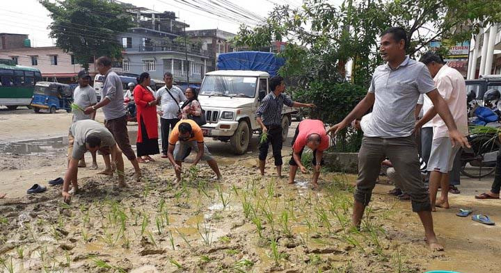बिर्तामोडका व्यापारी र स्थानीयहरूले सडकमै धान रोपेर धान दिवस मनाए