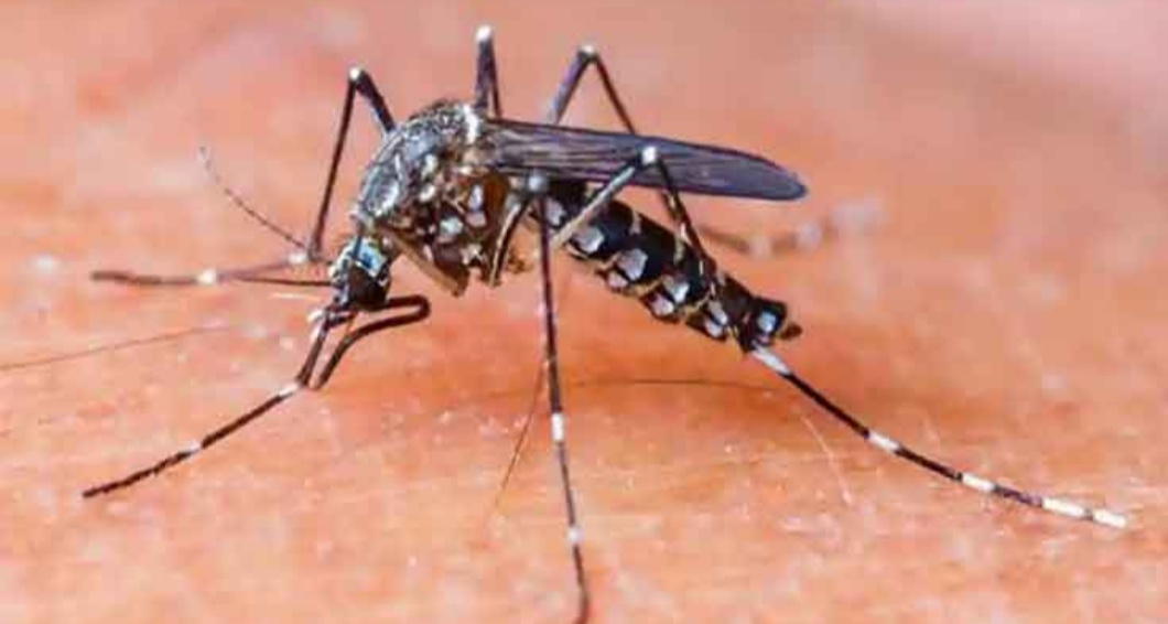 काठमाडौँ उपत्यकामा डेंगी फैलियो, कस्तो लामखुट्टेले टोक्दा लाग्छ यो रोग ?