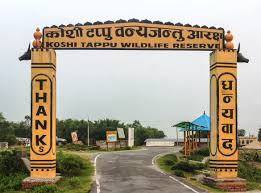 कोशीटप्पुमा चार दर्जन गाईगोरु मृत भेटिए