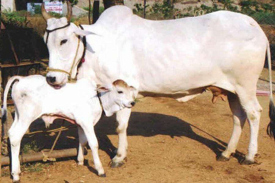 लकडाउनमा गौमातालाई उचित आहारको प्रबन्ध गर्न सरकारसंग माग