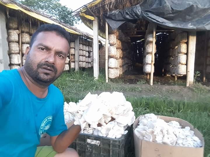 च्याउ उत्पादक कृषकको पीडा, लक डाउनले बजार बन्द,  खाडीमा हालिदैछ च्याउ