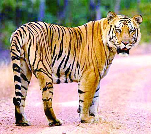नरभक्षी बाघ नियन्त्रणमा लिन टोली परिचालन