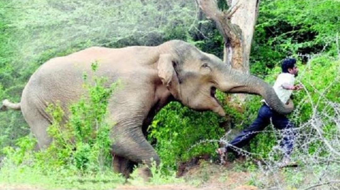 झापामा जंगली हात्तीको आक्रमणबाट भारतीय युवकको मृत्यु