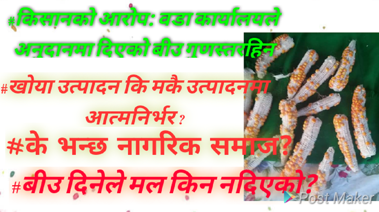 गौरादहका किसानको पिडा: मकैमा आत्मनिर्भर कि खोयो उत्पादन कारखाना ?