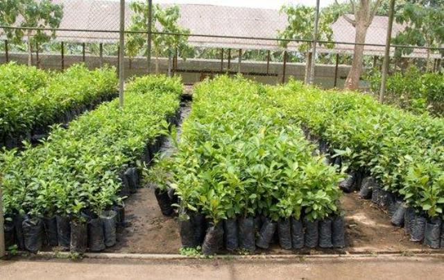 झापामा चार लाख बिरुवा वितरण गरिँदै