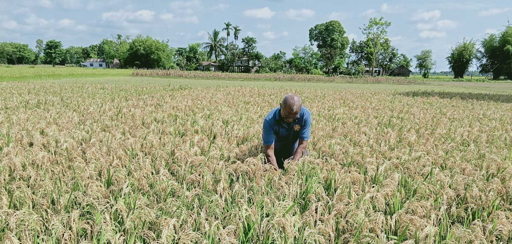 ‘नेक ब्लाष्ट’ राेगले झापा गौरादहका किसानको  चैतेधान ध्वस्त, सरकारी निकाय नोक्सानीको तथ्यांक संकलनमै मस्त