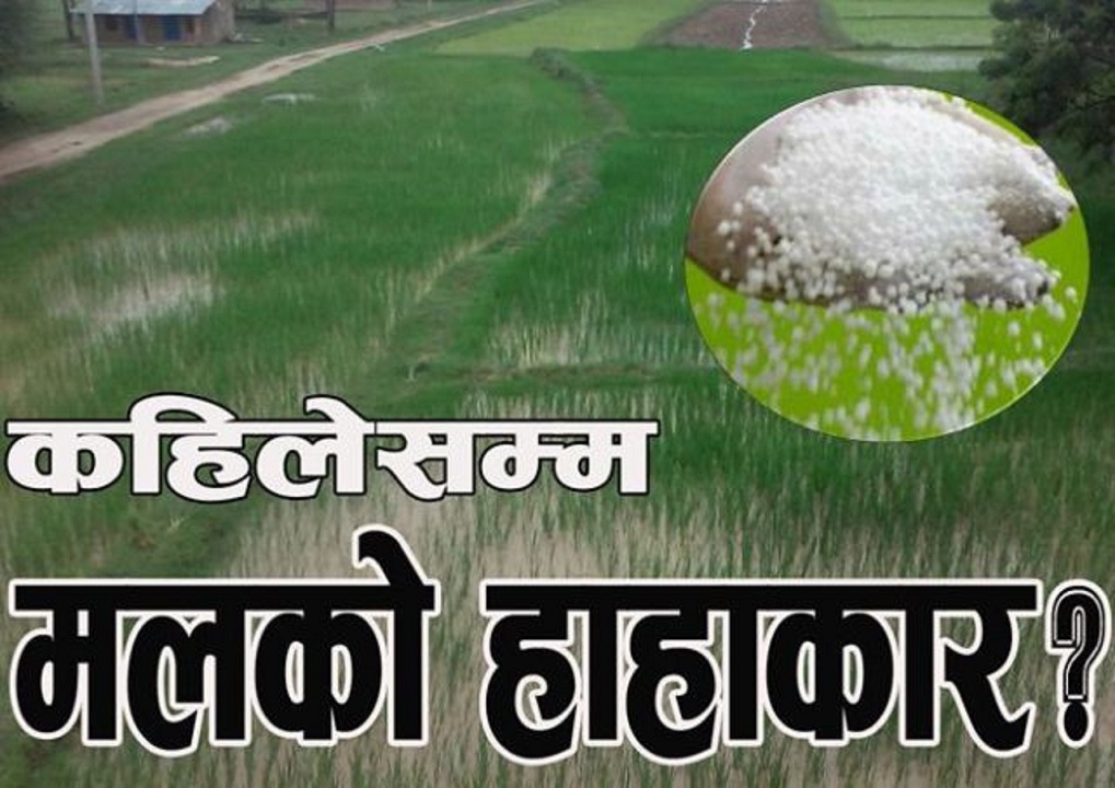 देशभरका किसानलाई युरिया मलको चरम अभाव