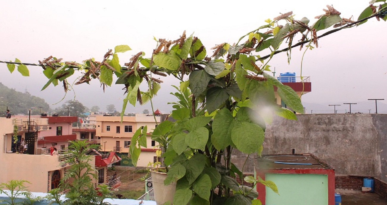 काठमाडौं उपत्यकामा पनि देखियो सलह