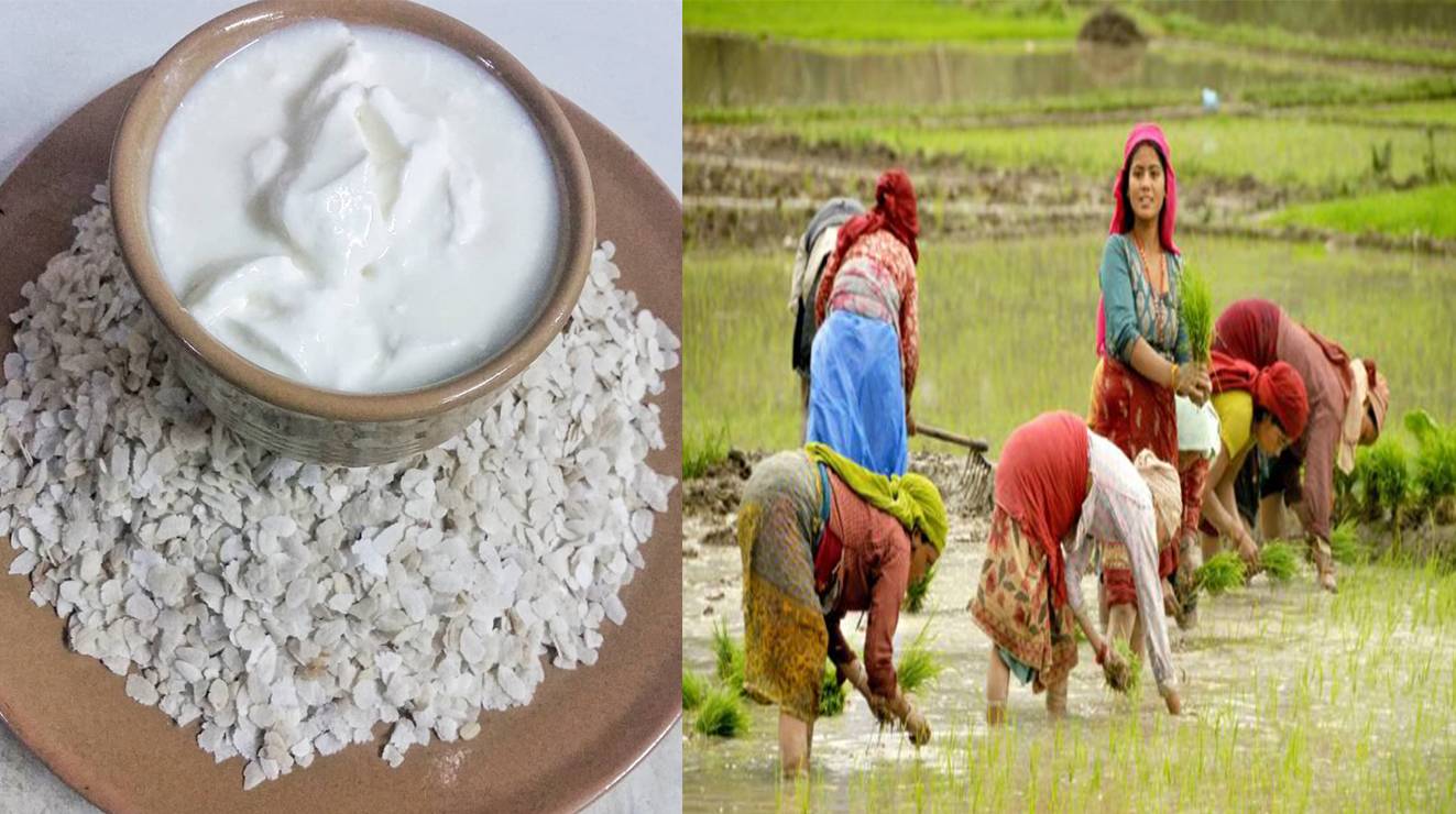 आज राष्ट्रिय धान दिवस, दही च्यूरा खाने दिन