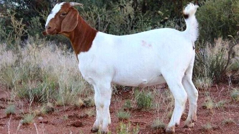 गौरादहमा ६ लाख खर्चेर ११ वटा बोका बितरण