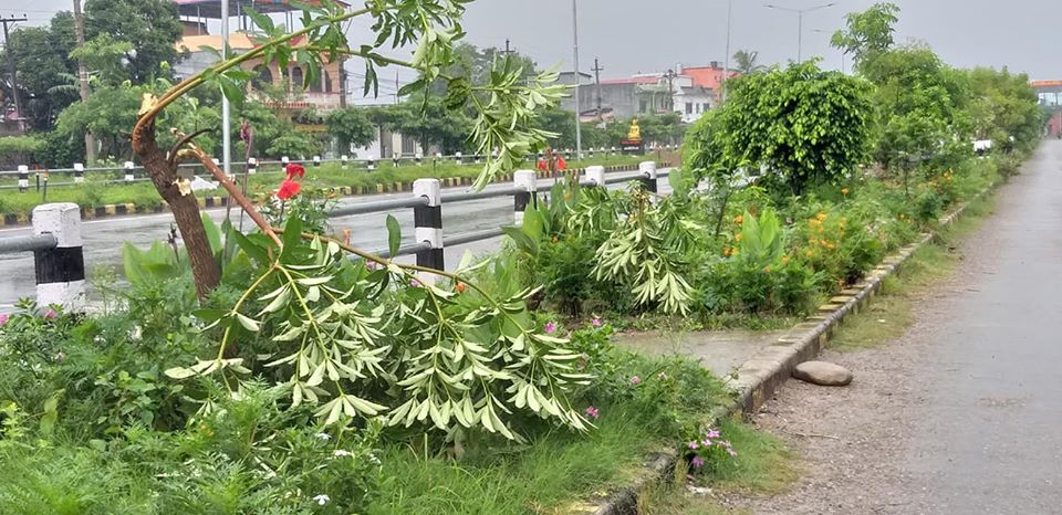 बुटवल-बेलहिया सडकखण्डमा लगाइएका बिरूवा अज्ञात समूहद्वारा नष्ट