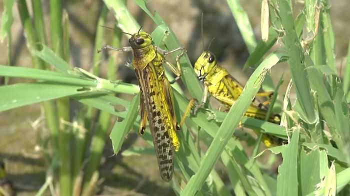 दाङमा सलहले करिब १८ बिगाहाको मकैमा क्षति