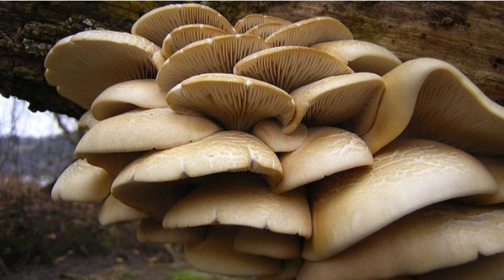 जङ्गली च्याउ खाँदा ४ बिरामी