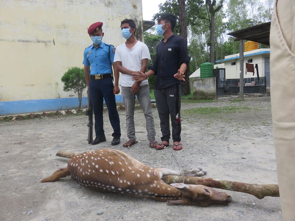 मरेको चित्तल सहित २ जना पक्राउ
