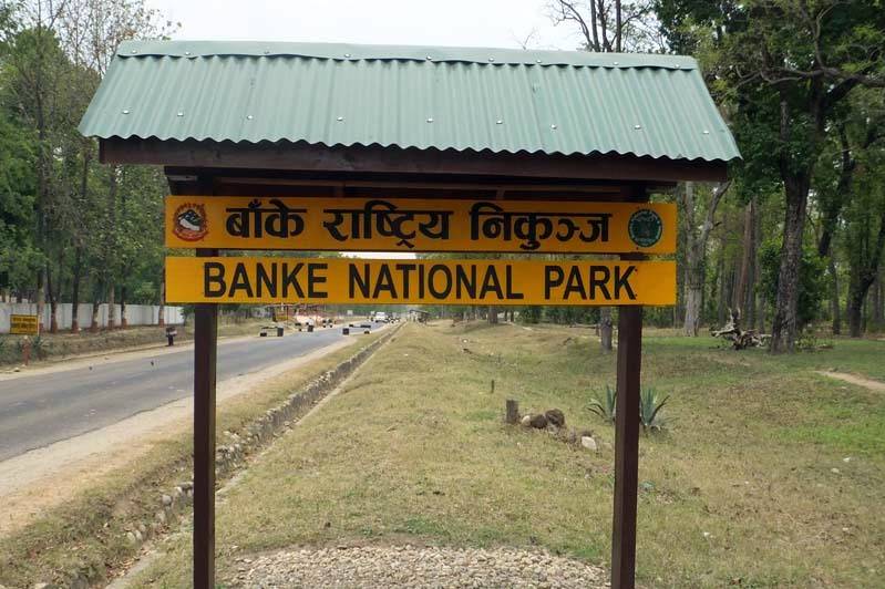 बाँदर र न्याउरी मुसाले पुलको उपयोग गर्दै