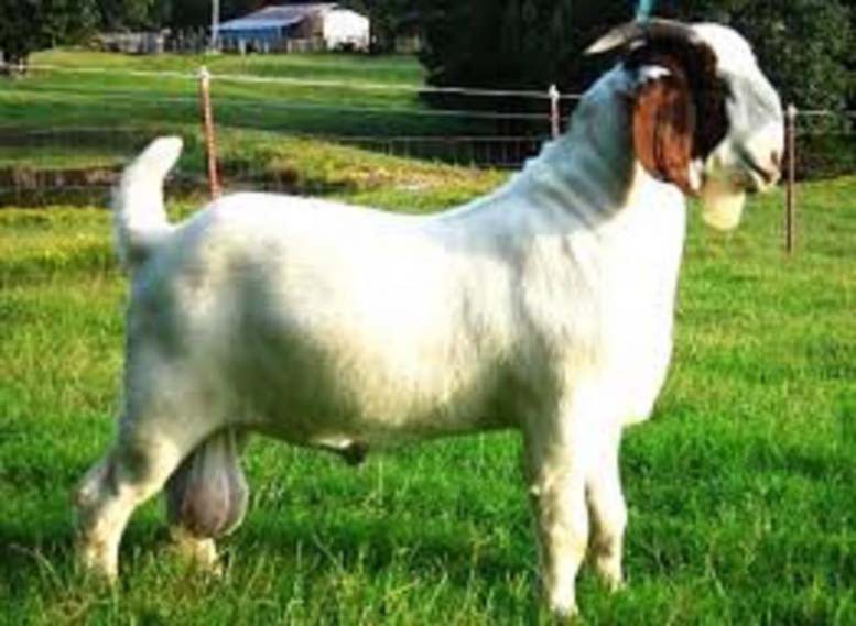 गौरादहमा अनुदानमा पाएको ‘बोको’ किसानले बेचेपछि