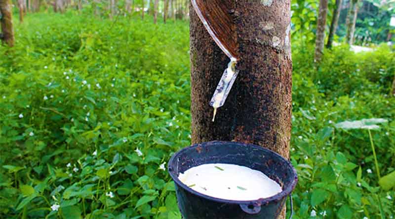 व्यावसायिक रबर खेतीसम्बन्धी समझदारी