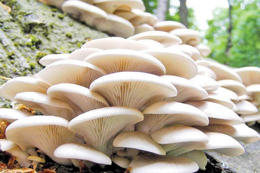 विषालु च्याउ खाँदा बैतडीमा ५ जना बिरामी