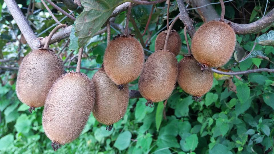 धान मासेर लगाइएको किबीले मालामाल