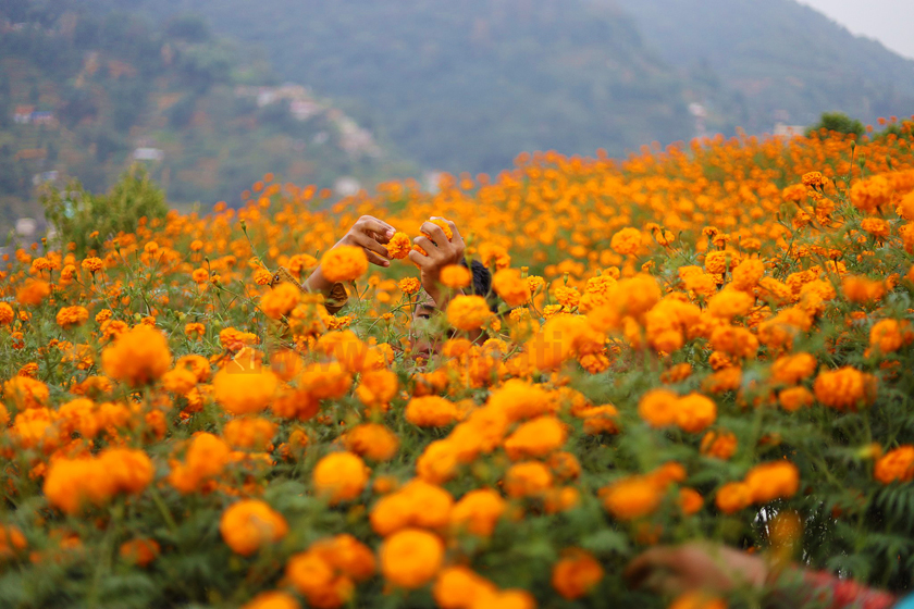 तिहार अघिनै सुक्यो सयपत्री