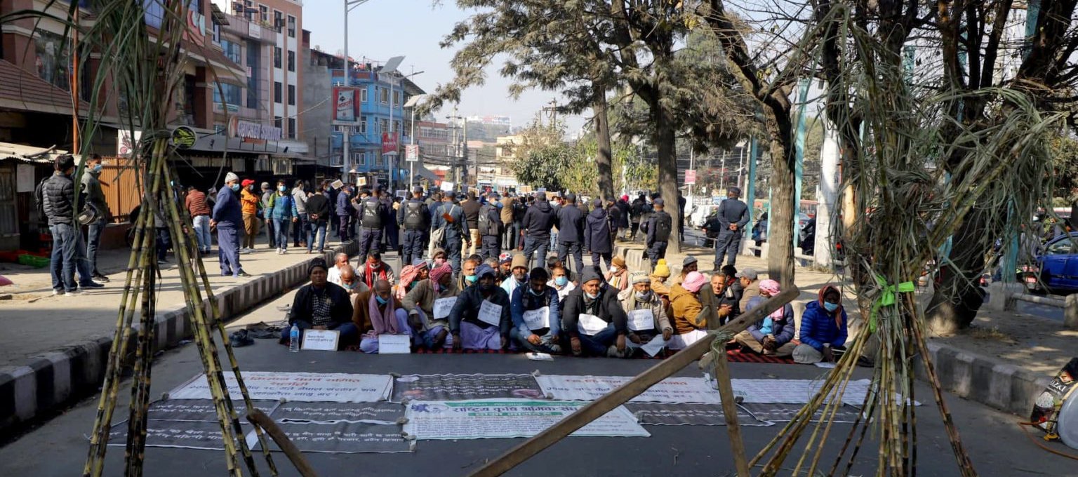 १५ दिनदेखि सडकमा उखु किसान : नेकपा विवादले आन्दोलन ओझेलमा, पैसा नलिई नफर्कने