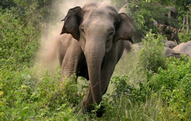 डेढ दशकमा झापामा १३ जंगली हात्तीको मृत्यु