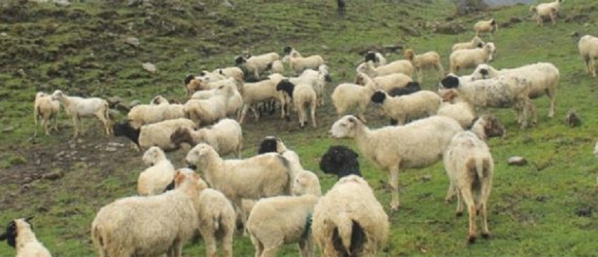 हुम्लामा ऊन उत्पादन गर्न किसानलाई भेडा वितरण