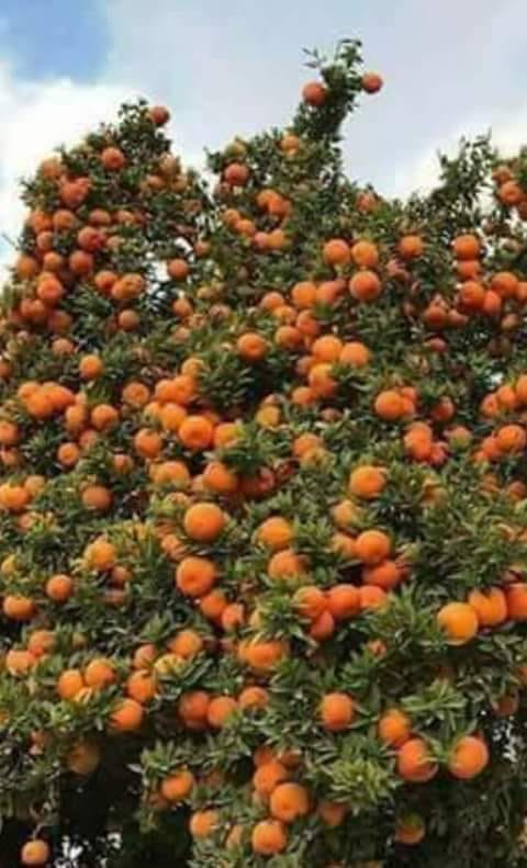 बोटबाटै झर्न थाले सुन्तला