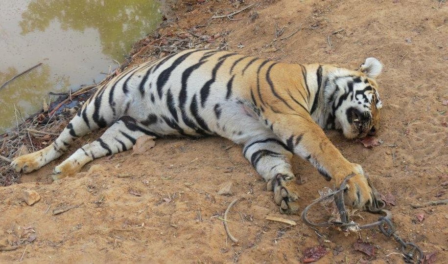 भाले बाघ मृत फेला