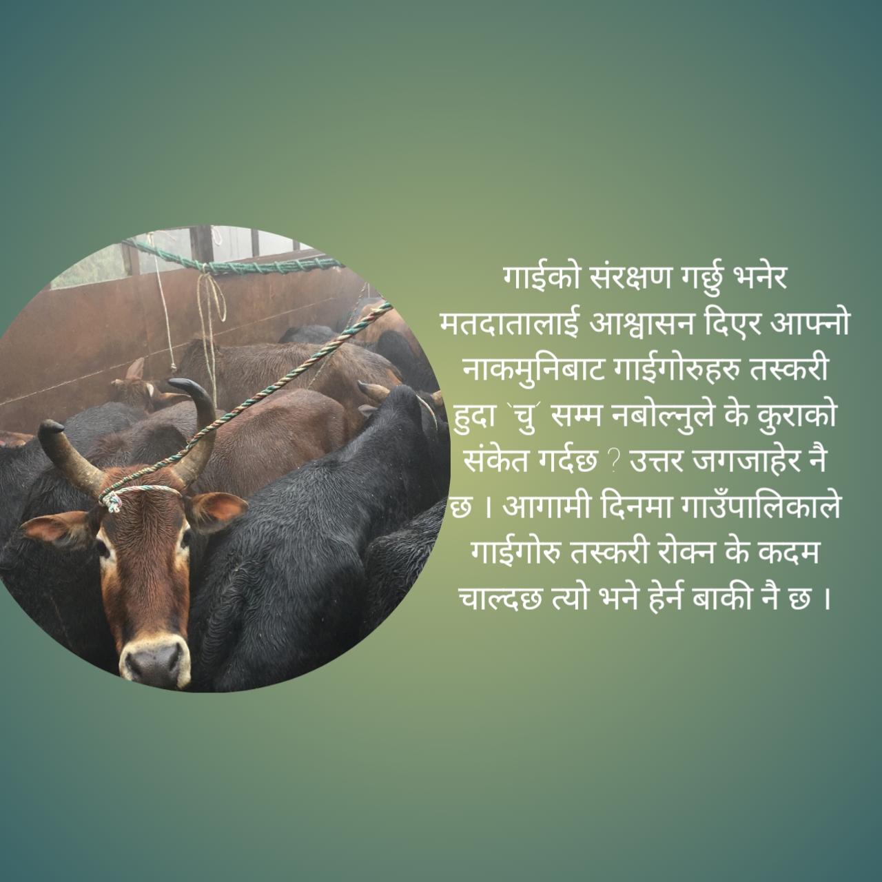 ओमकार बिशेष : झापाको गौरिगञ्ज गाउँपालिका गाईगोरु तस्करीको केन्द्र बन्दै