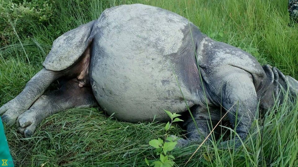 चितवन राष्ट्रिय निकुञ्ज क्षेत्रमा नौ महिनामा ३० गैँडा मरे
