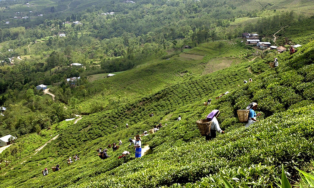 समयमा पानी नपर्दा यस वर्ष चिया उत्पादन घट्यो, निकासीमा कोरोना झमेला