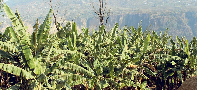 केरा खेतीले उत्पादन र आम्दानी दुवै राम्रो