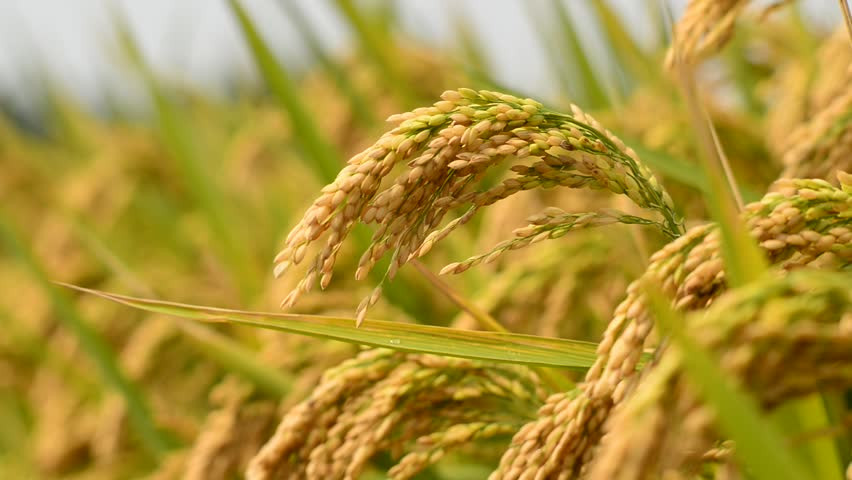 झापामा चार विघाको धान नष्ट