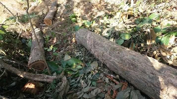 वन कर्मचारीको मिलेमतोमा कैलालीमा काठ तस्करी