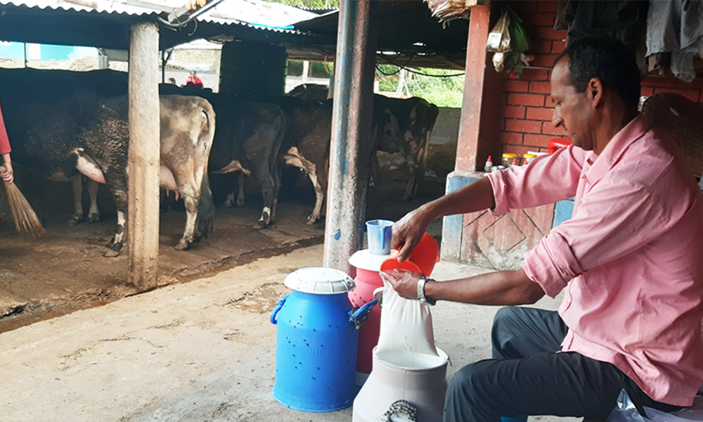 दूध बेचेरै किसानले एक वर्षमा पाँच करोड रकम कमाए