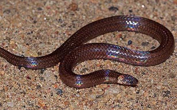 गर्मीसँगै तराईमा बढ्न थाले सर्पदंशका विरामी