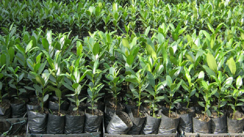 जडीबुटी र फलफूलका बिरुवा वितरण