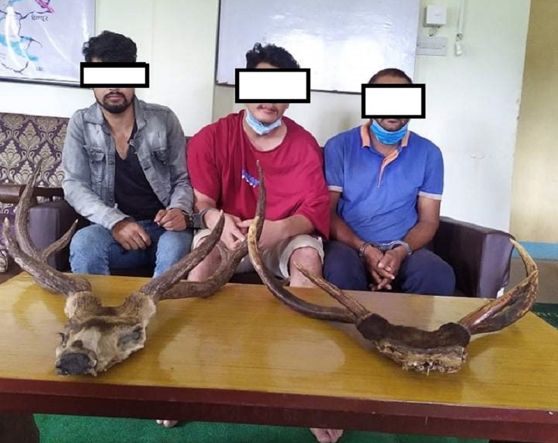 दाङमा  जरायोको टाउकाको छाला र दुई  सिङसहित तीन जना पक्राउ