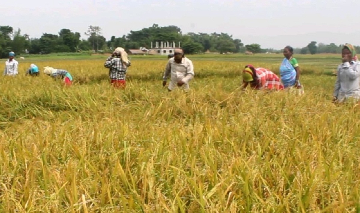 नवलपुरमा यस वर्ष चैतेधान उत्पादनमा वृद्धि