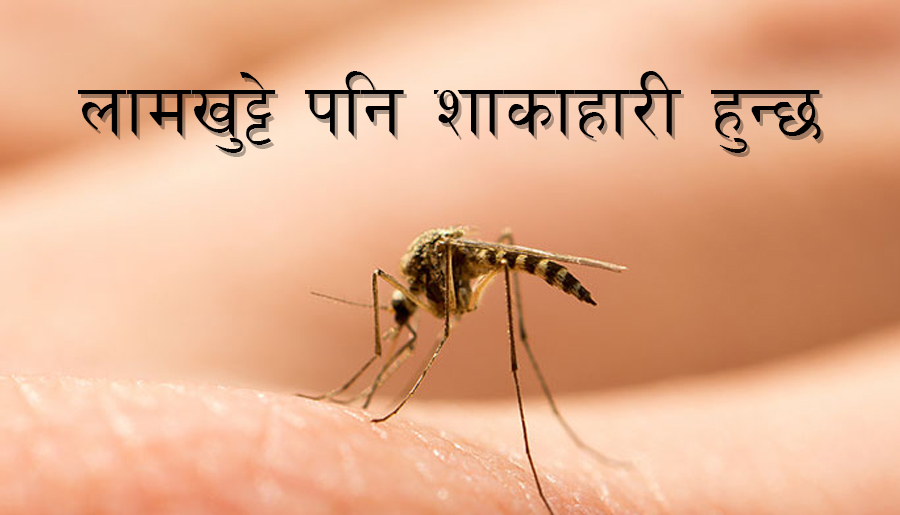 लामखुट्टेसम्बन्धी रोचक १० तथ्य