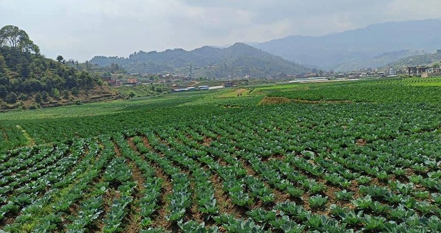म्याग्दीमा अर्ग्यानिक तरकारीको लहर