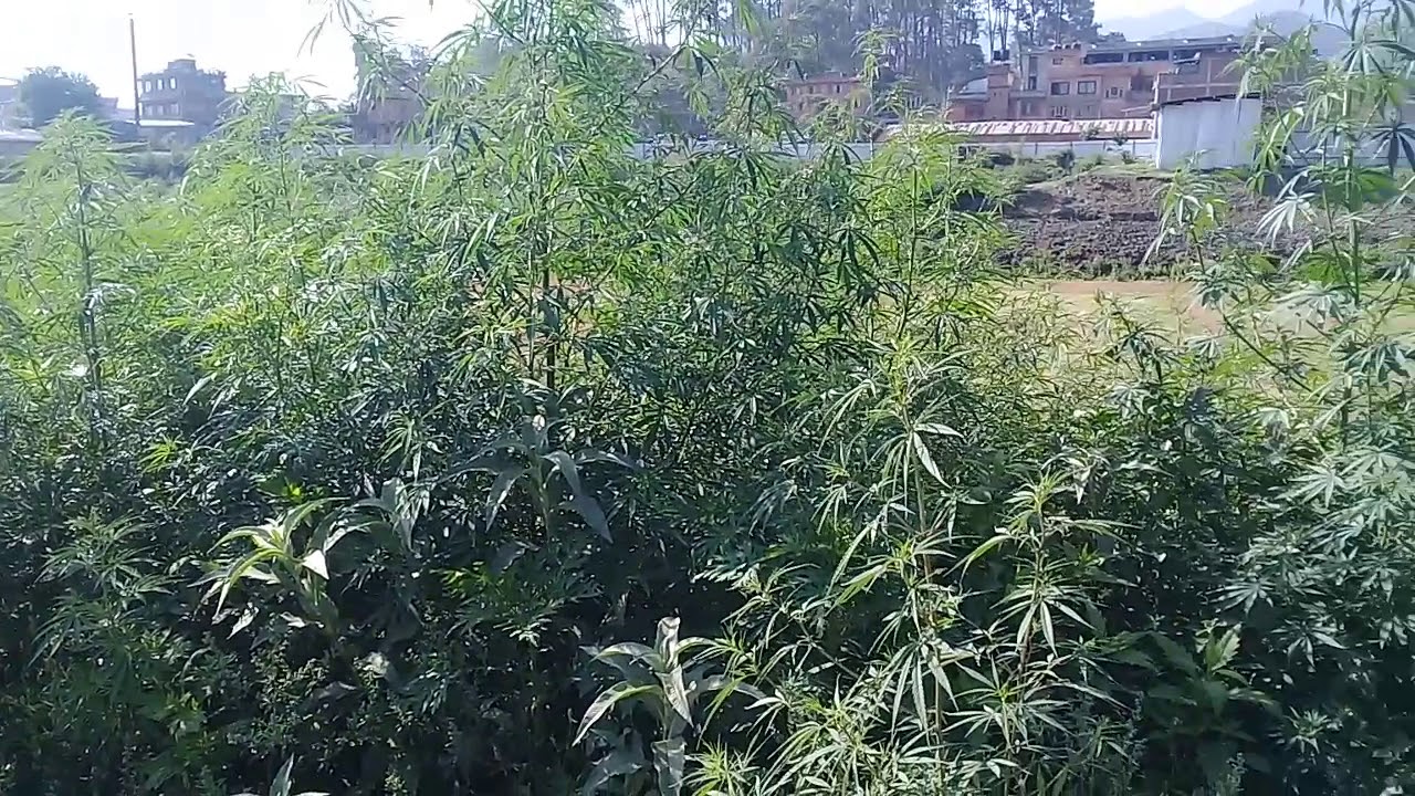कर्णालीमा लागूऔषध समस्या अधिकतम्