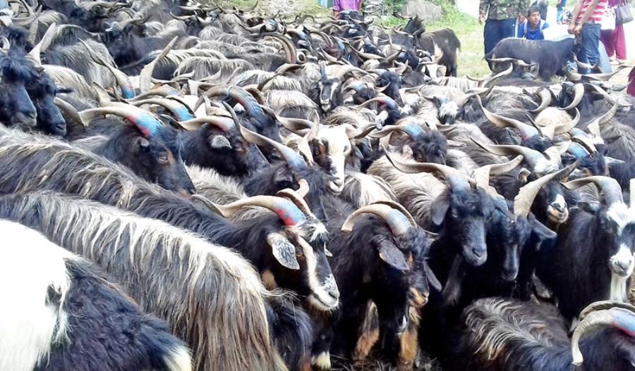 खाद्य व्यवस्था तथा व्यापार कम्पनी लिमिटेडले यस वर्ष पनि दसैंका लागि च्याङ्ग्रा बिक्री वितरण नगर्ने