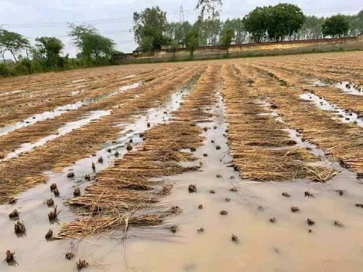 वर्षाले सवा ७ अर्ब रुपैयाँ बराबरको धानबाली नष्ट
