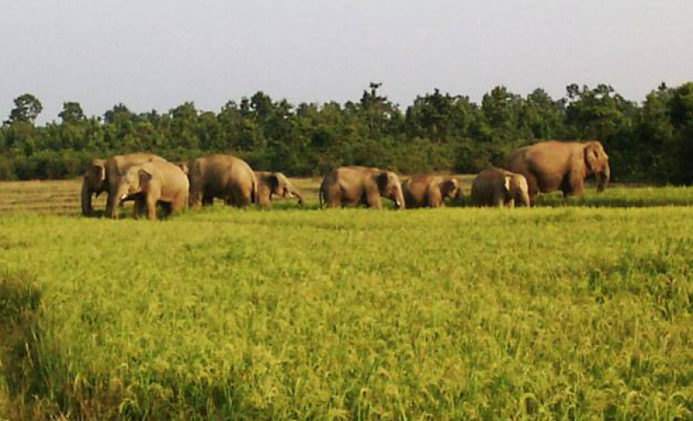 हात्तीले धानबाली नोक्सान, त्रसित स्थानीय रातभर जाग्राम