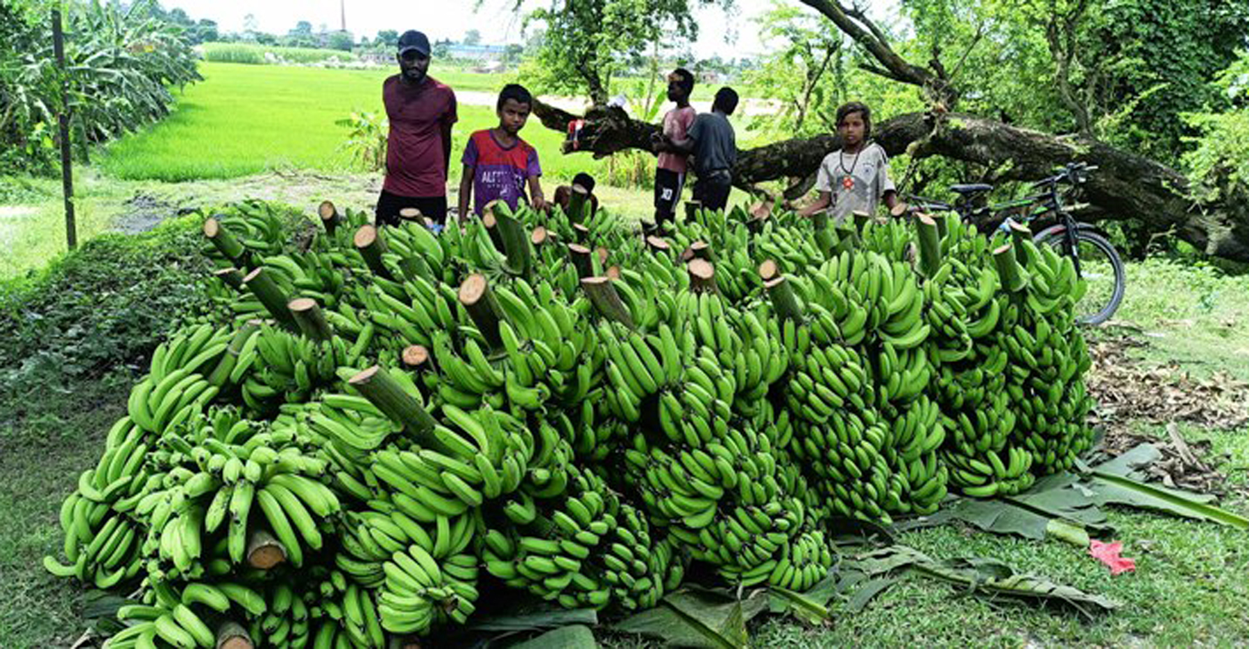 केराको एउटै बोटले व्यवसायी बनायो भट्टराईलाई