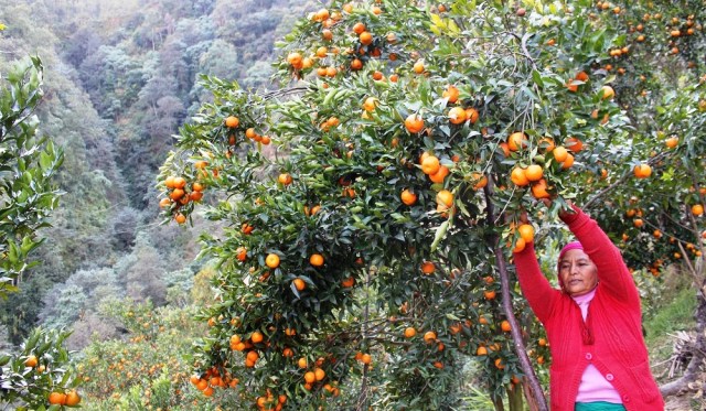 मानवमूत्रको प्रयोगले फलफूलको उत्पादन बढ्यो