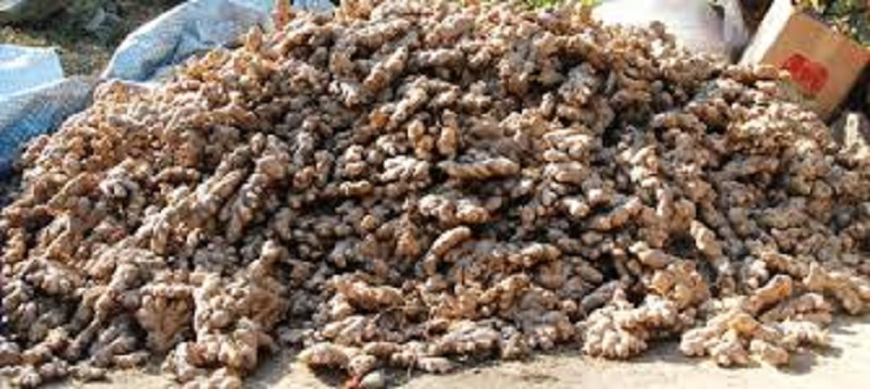 विद्यालय चलाउन अदुवाखेती